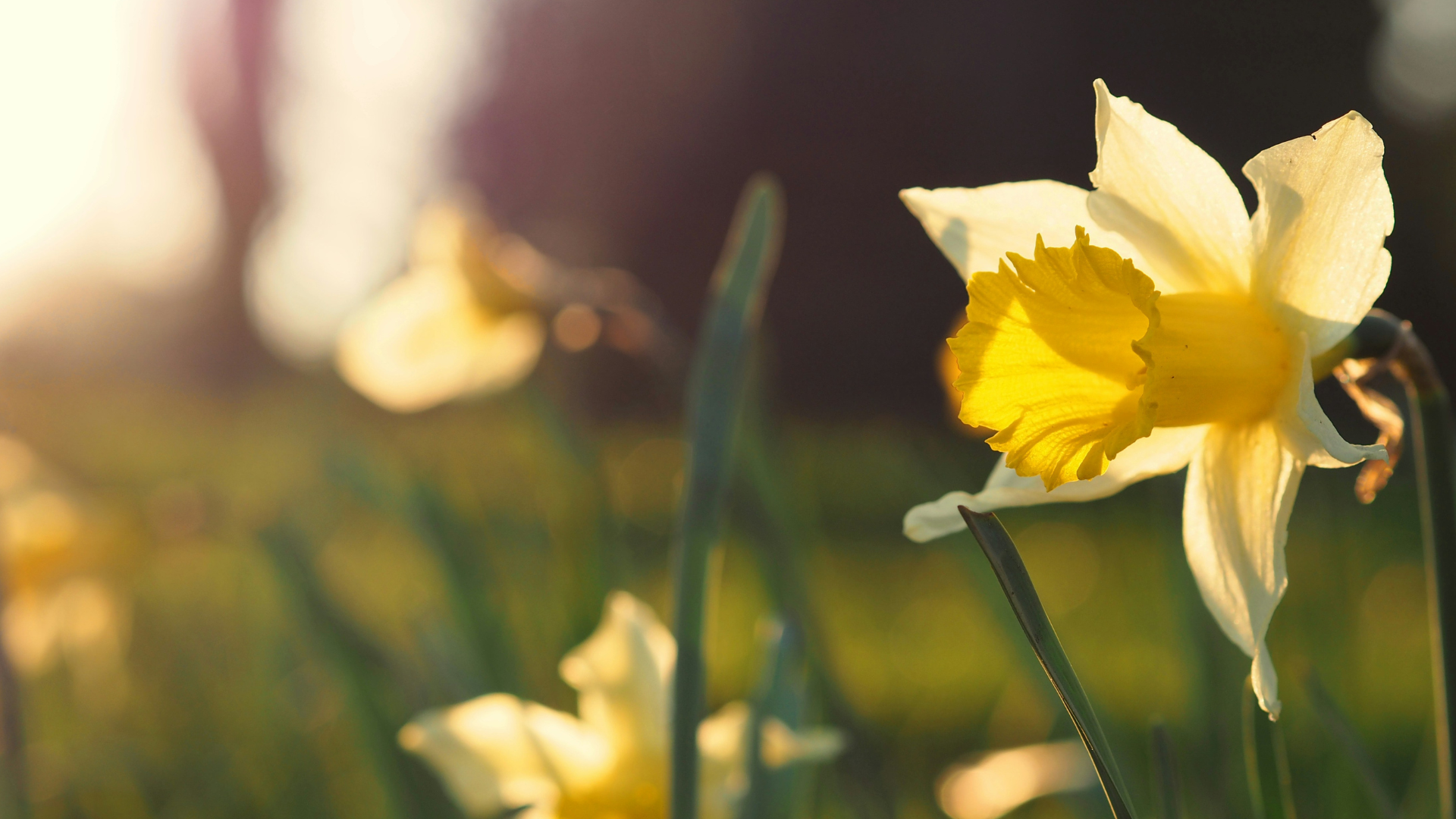 Gratis mall: Gör en vacker påskliljeupphängning