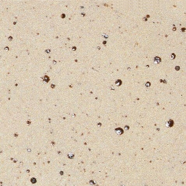 Stengodslera Vitbrännande m/ lava, 9C